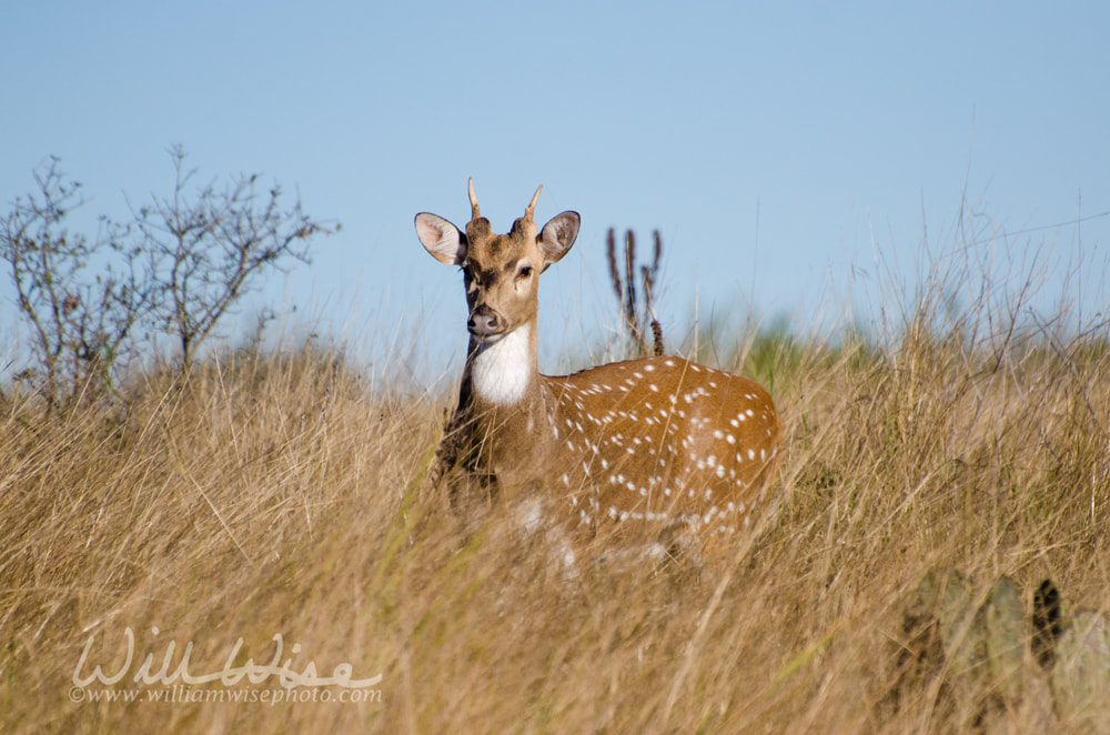 Young Axis Deer Picture