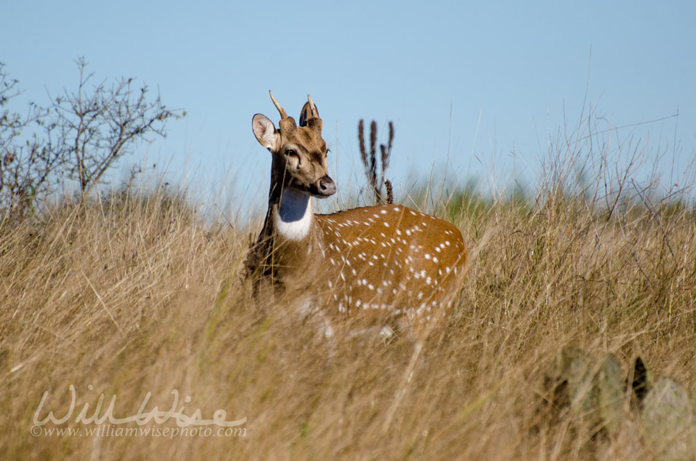 Texas Axis Deer Chital, Driftwood Texas Picture