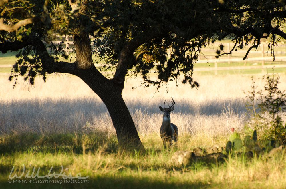 Whitetailed Deer Buck with Atypical Antlers Picture