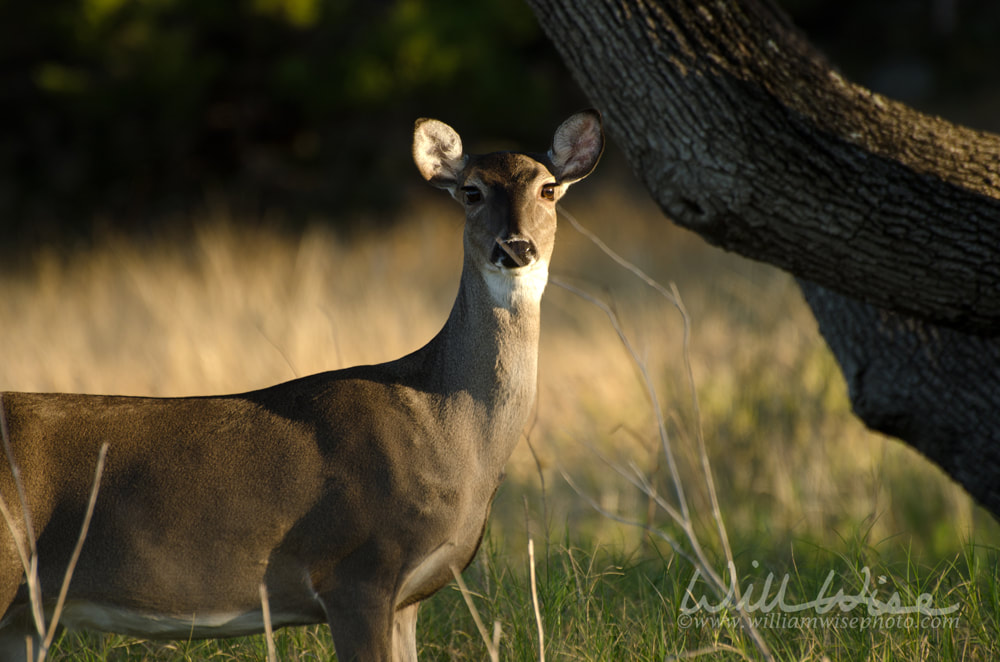 Texas Whitetailed Deer Doe Picture