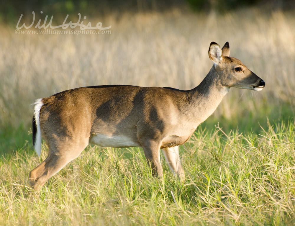 Texas Whitetailed Deer Doe Body Profile Picture