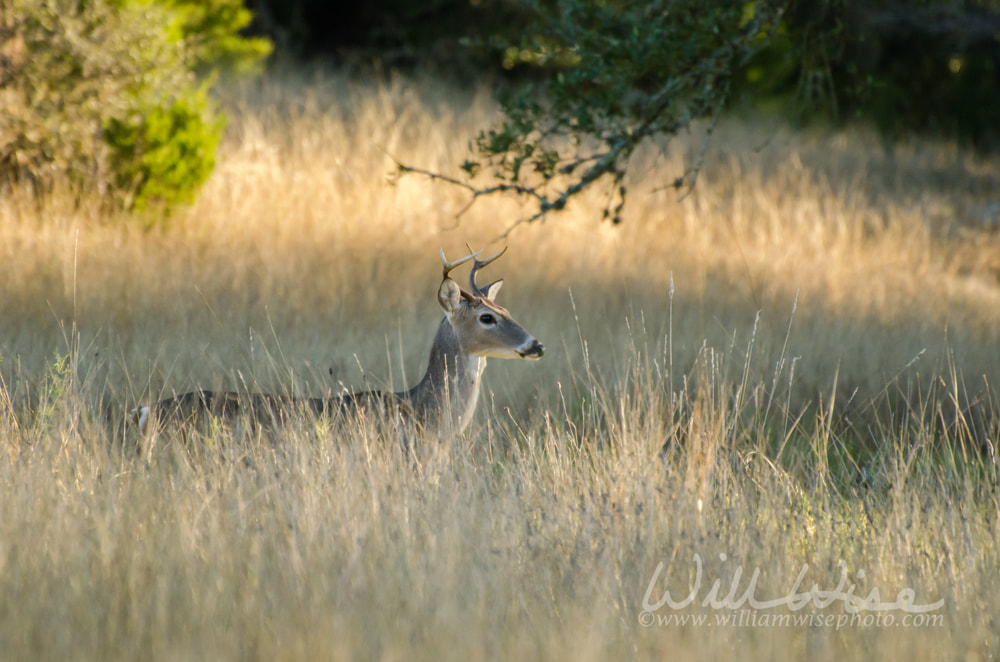 Young four point Whitetailed Deer Buck Picture