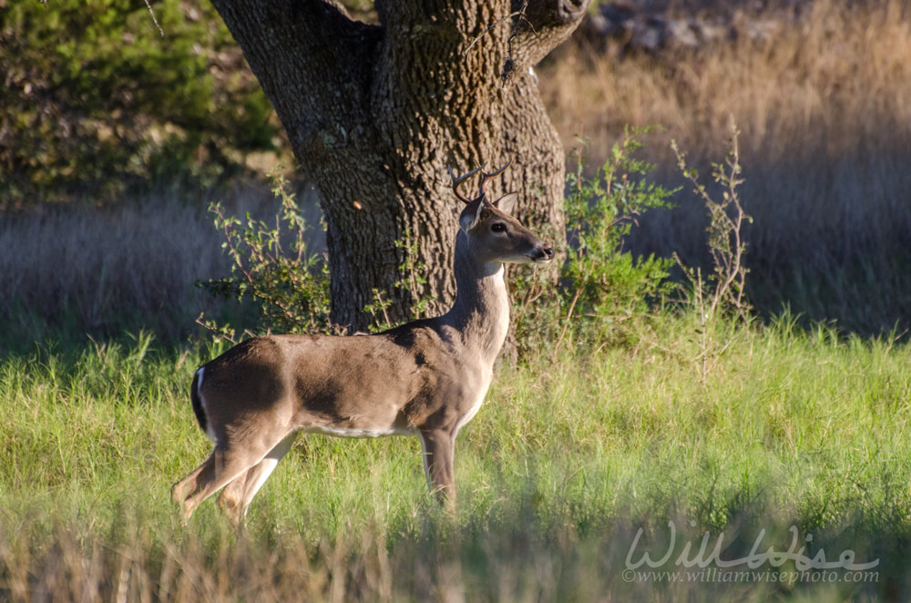 Young four point Whitetailed Deer Buck Picture