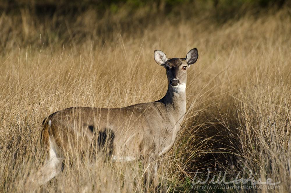 Texas Whitetailed Deer Doe Picture