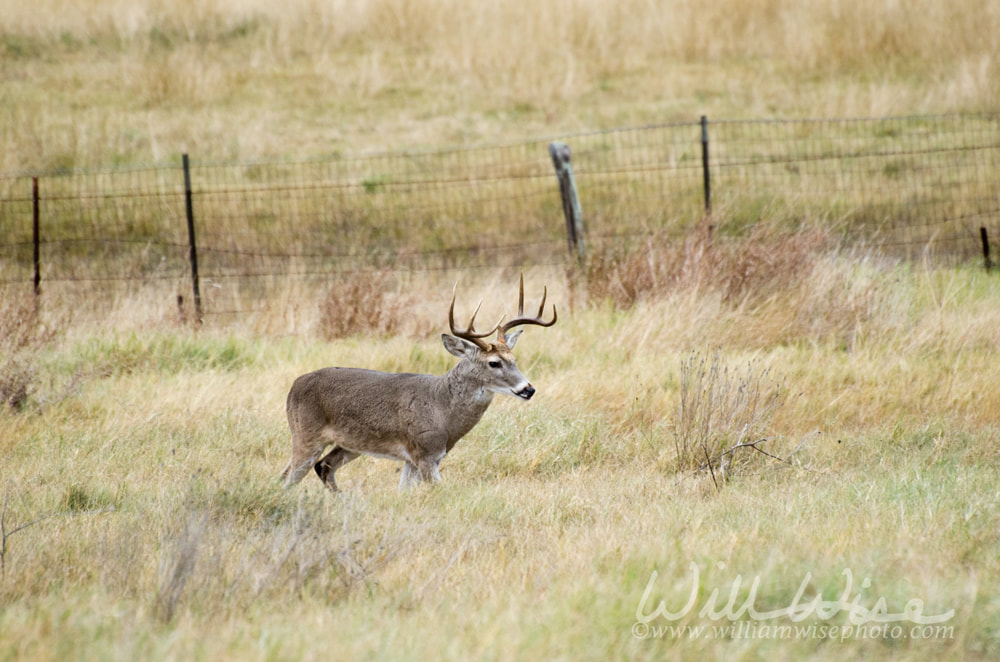 Texas Trophy Whitetailed Deer Buck Picture