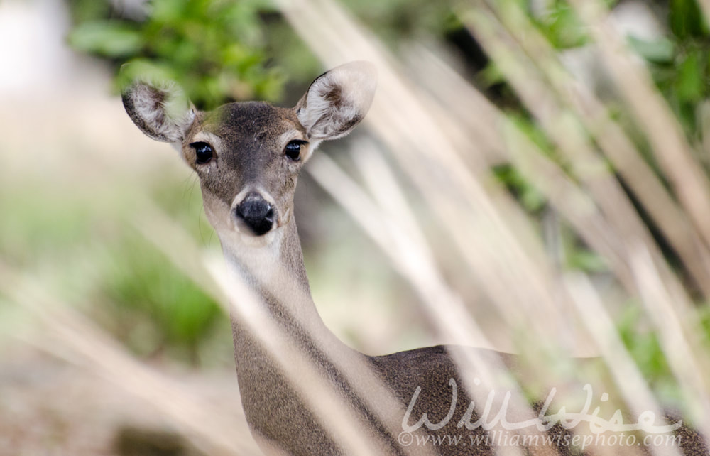 Texas Whitetailed Deer Doe Picture