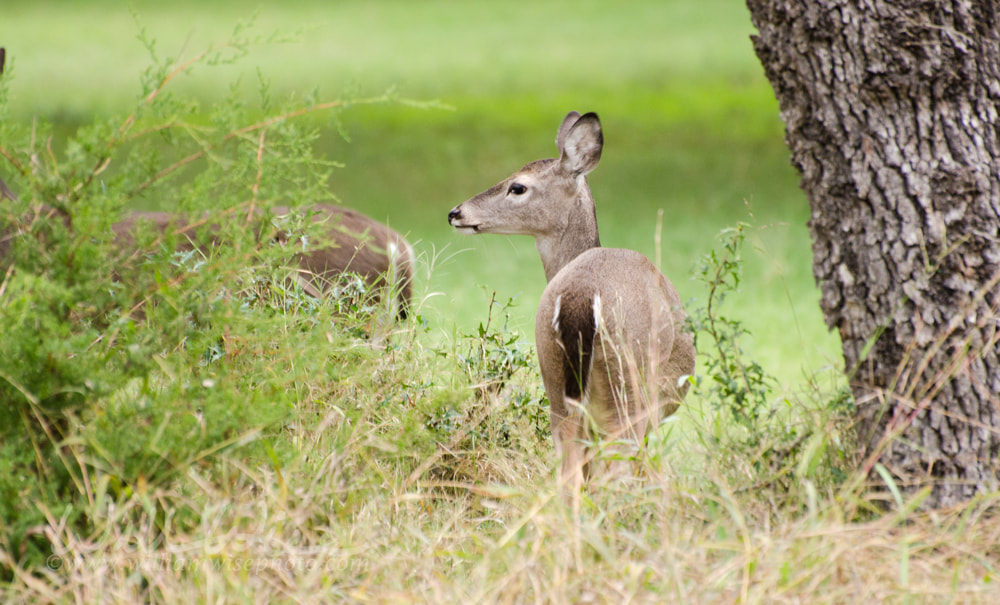 Texas Whitetailed Deer Doe Picture