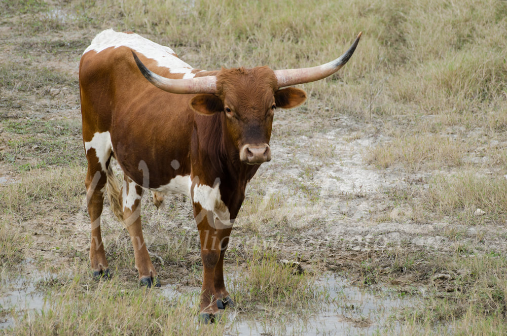 Texas longhorn bull, Driftwood Texas Picture