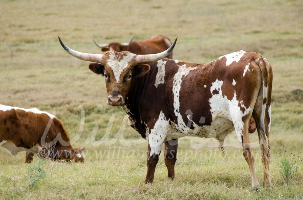 University of Texas Longhorn Bevo Picture