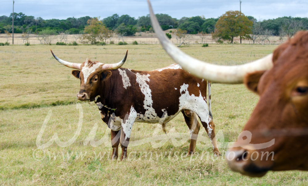 Texas longhorn bull, Driftwood Texas Picture