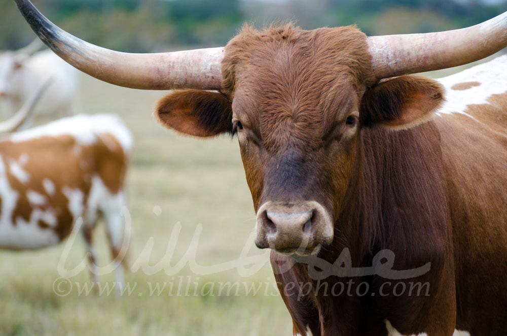 Texas longhorn bull, Driftwood Texas Picture