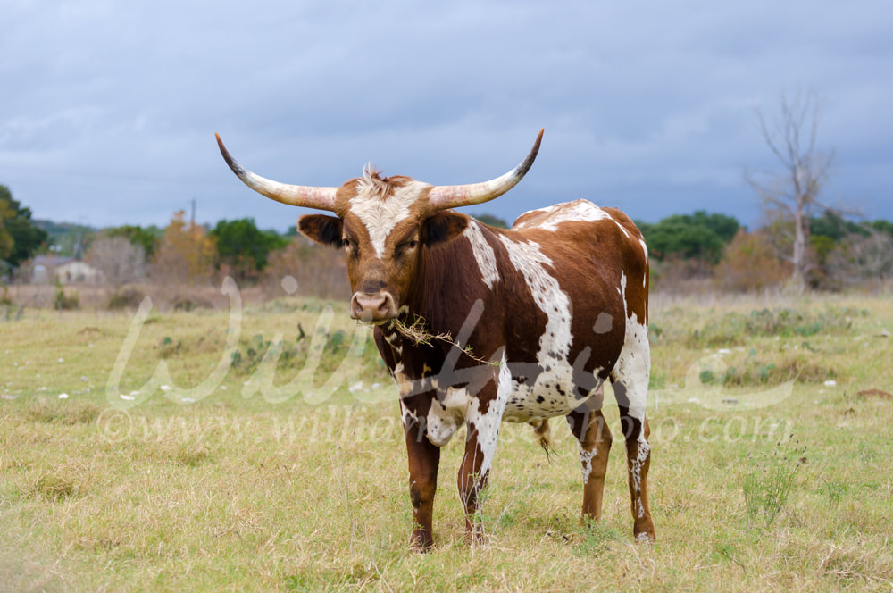 Texas Longhorn Steer, Driftwood Texas Picture