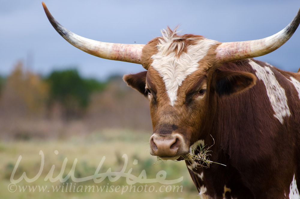 Texas longhorn, Driftwood Texas Picture