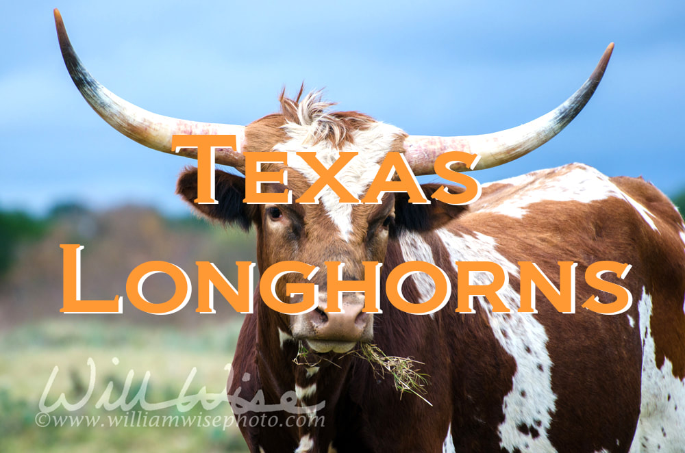 University of Texas Longhorn Bevo Picture