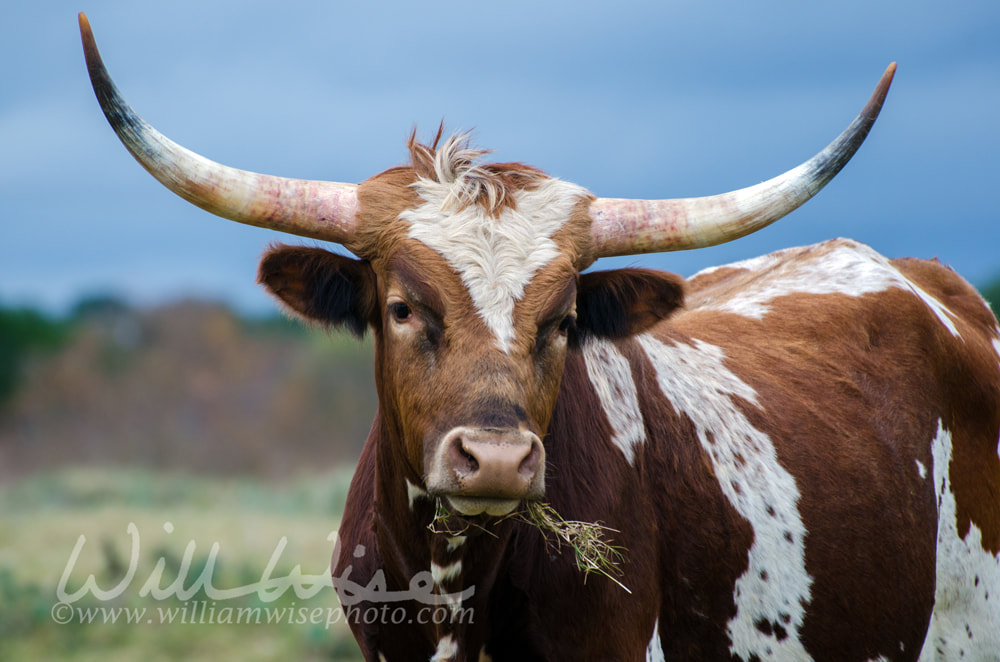 Texas Longhorn Steer, Driftwood Texas Picture