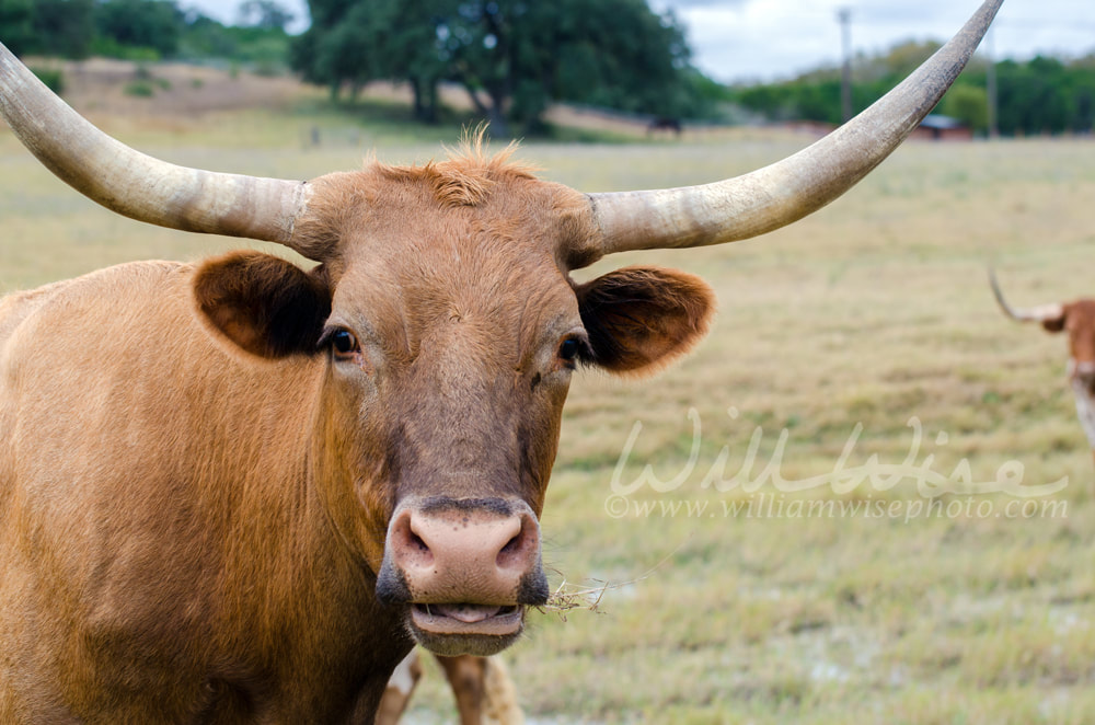 Bevo Texas Longhorn Picture