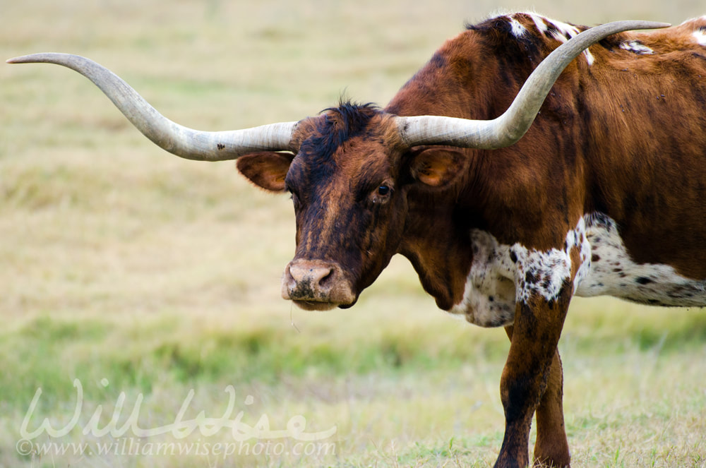 Texas Longhorn Bull Picture