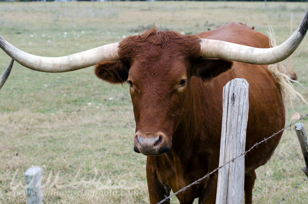 Texas Longhorn, Driftwood Texas Picture
