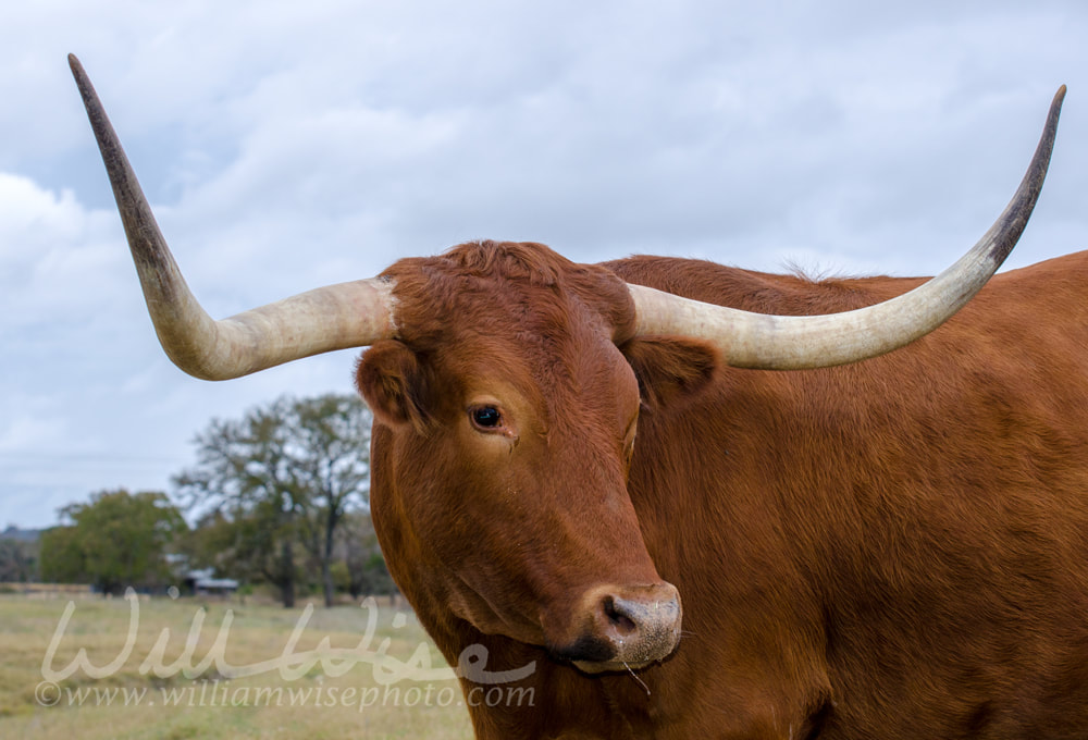 University of Texas Longhorn Bull Picture