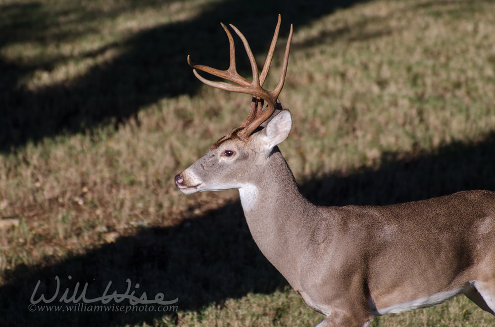 Texas Trophy Whitetailed Deer Buck Picture