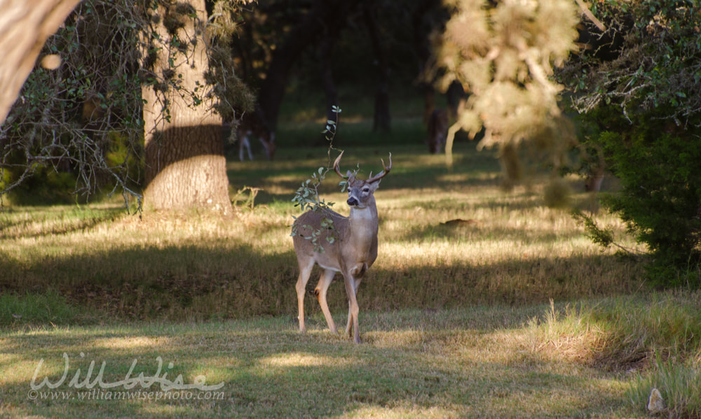 Trophy Deer Buck Picture