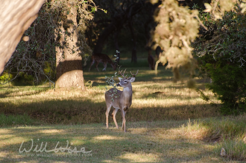 Trophy Whitetailed Deer Buck with branch in Antlers, Driftwood Texas Picture