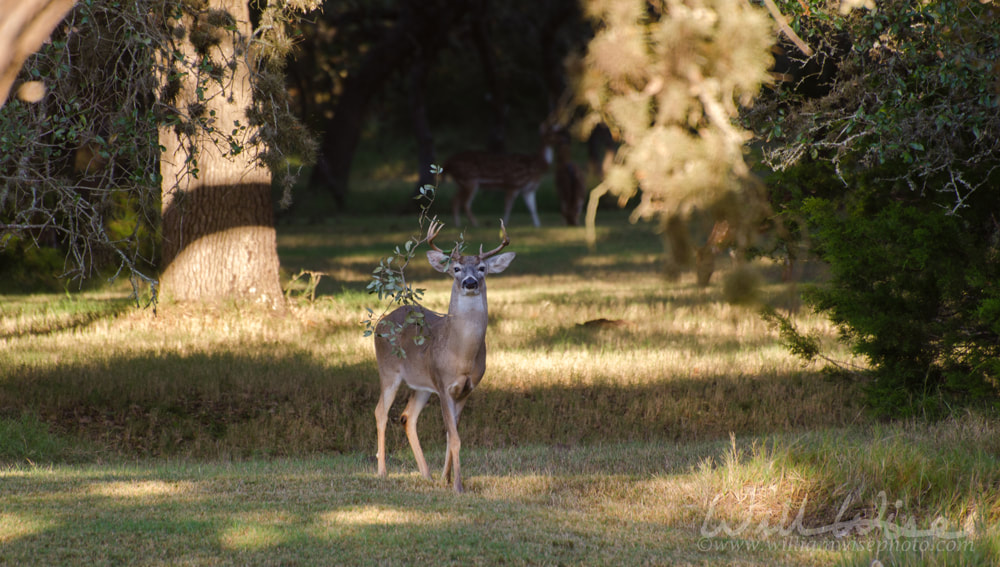 Trophy Whitetailed Deer Buck picture