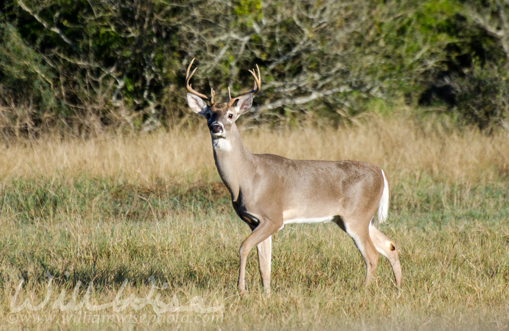 Texas Trophy Whitetailed Deer Buck Picture