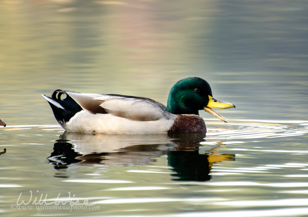 Mallard Duck drake swimming at sunrise on a Georgia lake Picture