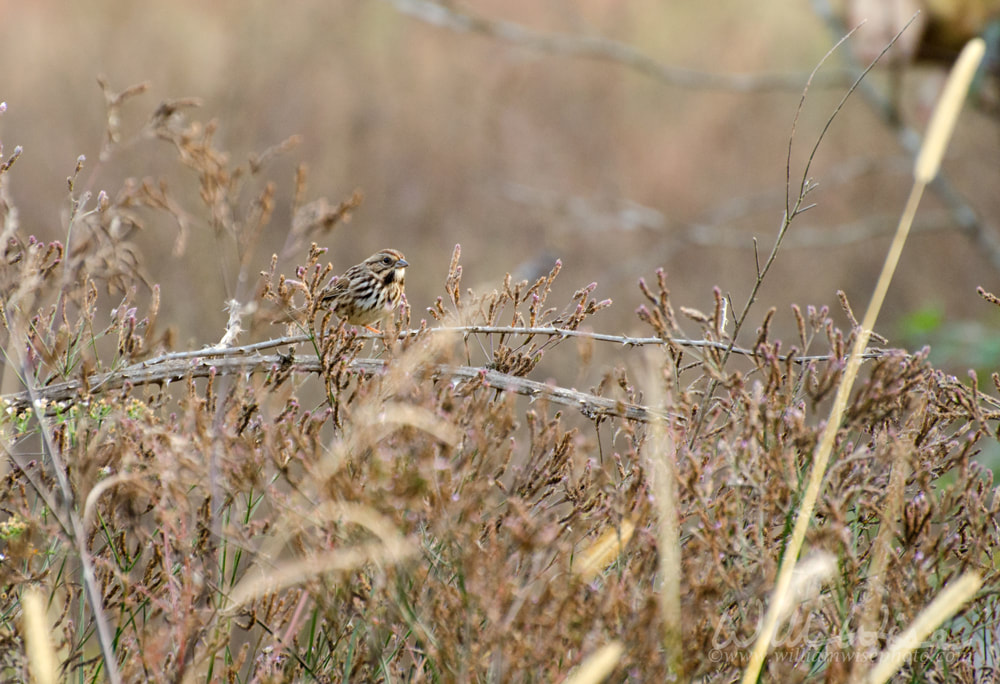 Song Sparrow in Meadow Picture