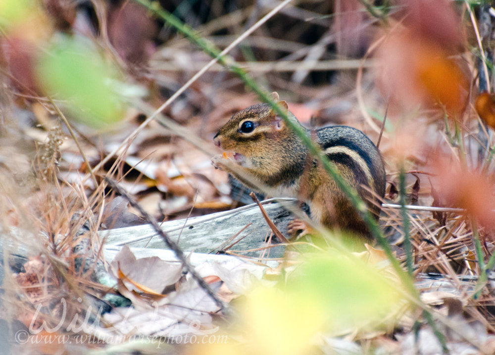 Eastern Chipmunk Picture