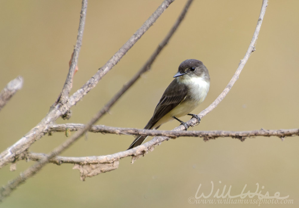Eastern Phoebe Song Bird Picture