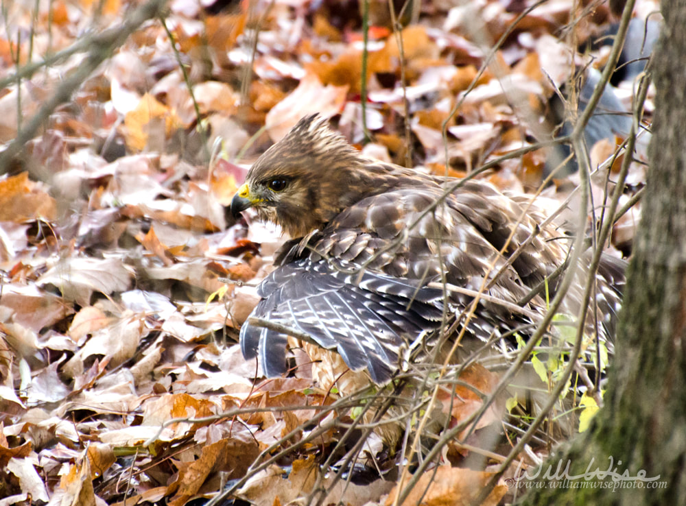 Red-shouldered Hawk Camouflaged in leaves Picture