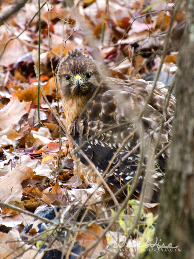 Red-shouldered Hawk Camouflaged in leaves Picture