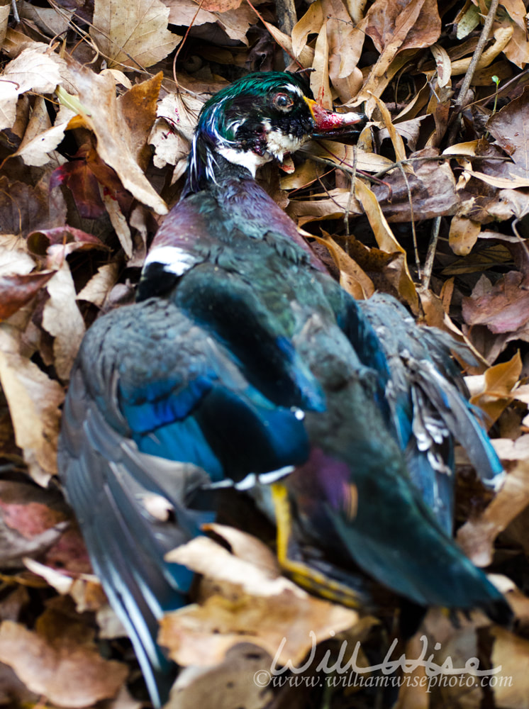 Dead Male Wood Duck waterfowl hunting Picture