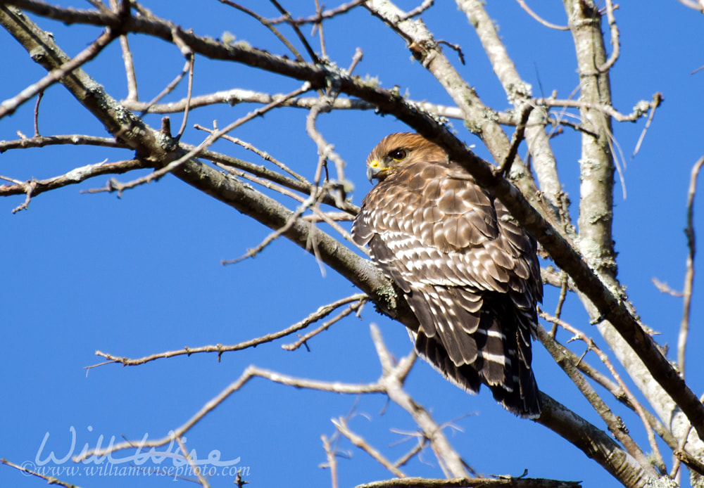 Red-shouldered Hawk, Walton County, Georgia Picture