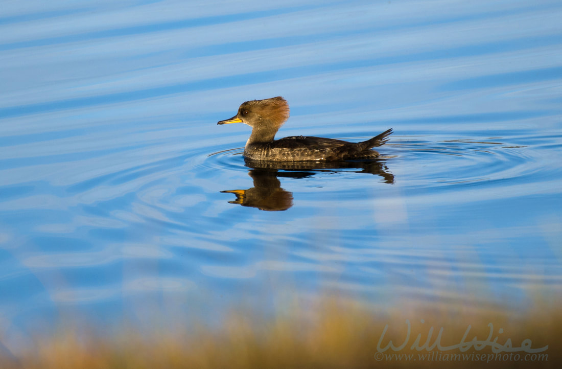 Female Hooded Merganser Picture