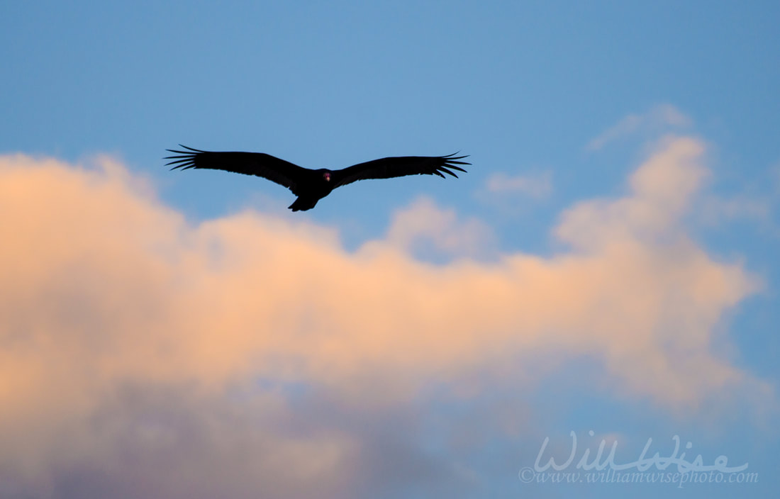 Soaring Turkey Vulture Picture