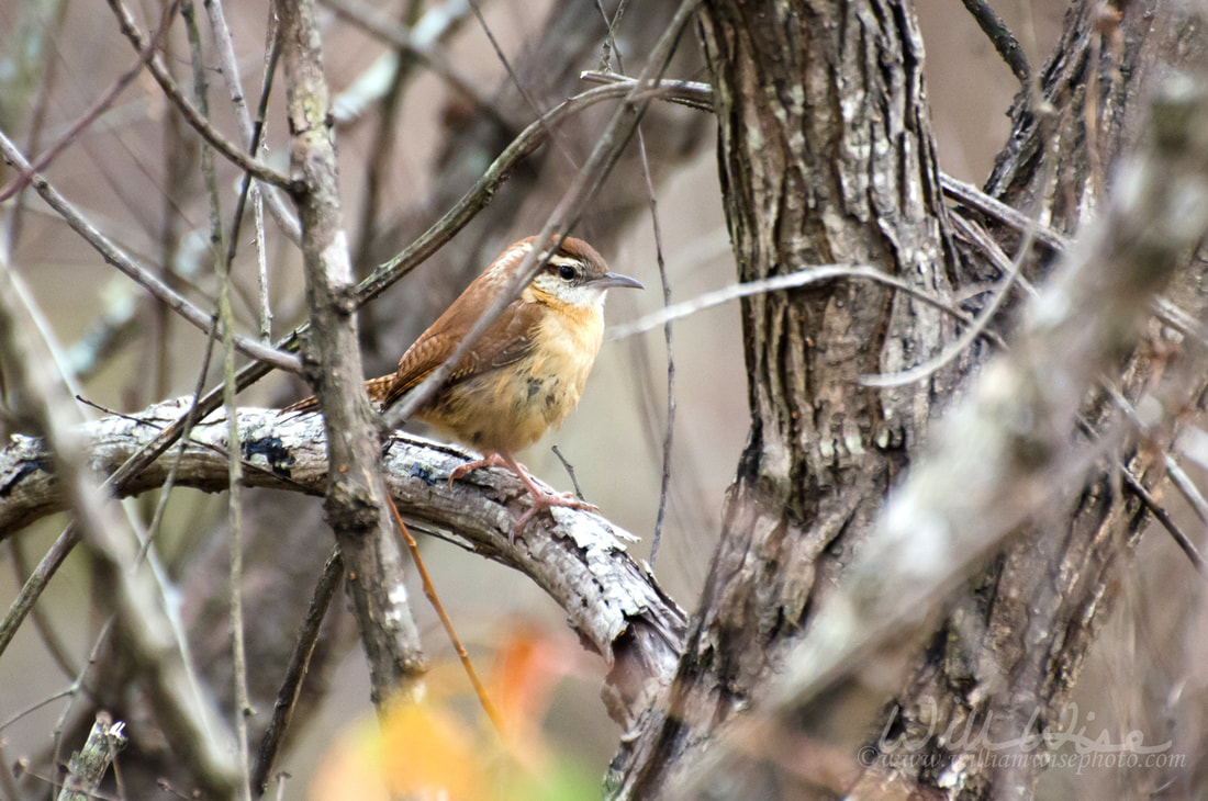 Carolina Wren songbird perch Picture