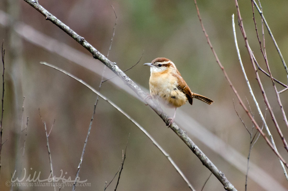 Carolina Wren songbird perch Picture