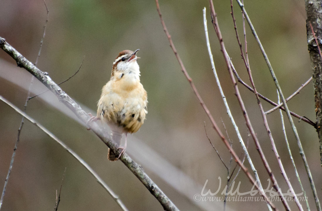 Singing Carolina Wren birding Picture