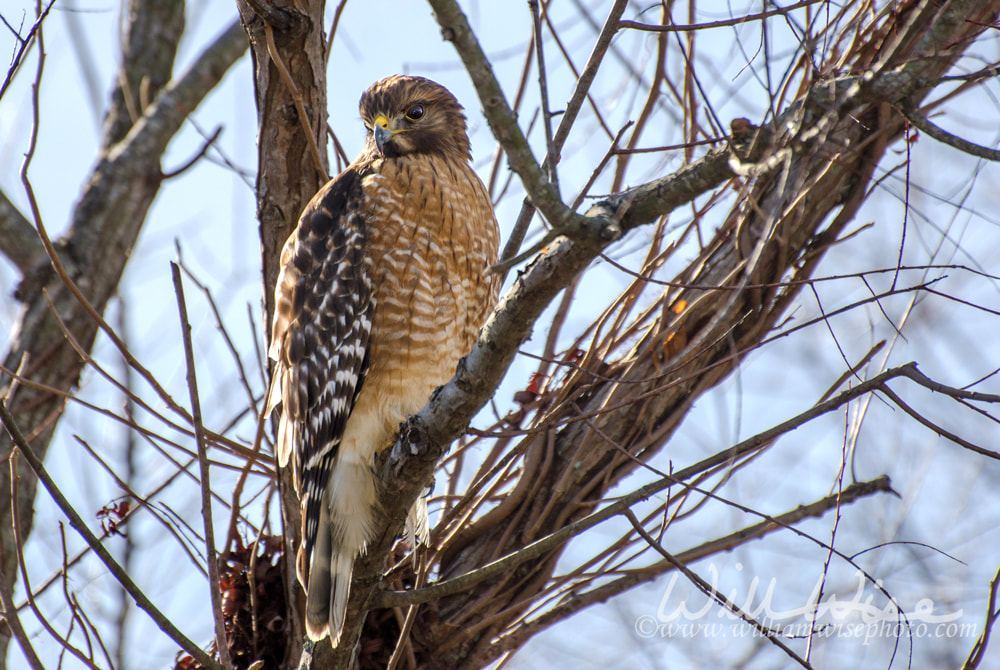 Red shouldered Hawk, Buteo lineatus, raptor, bird of prey Picture