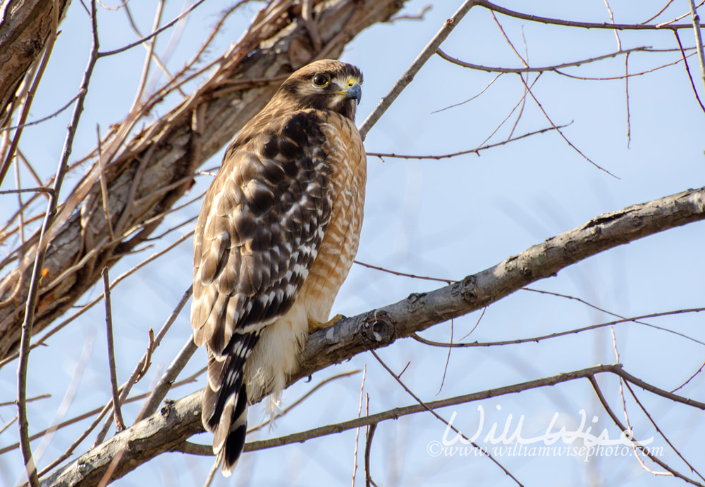 Red shouldered Hawk, Buteo lineatus, raptor, bird of prey, Walton County Georgia Picture