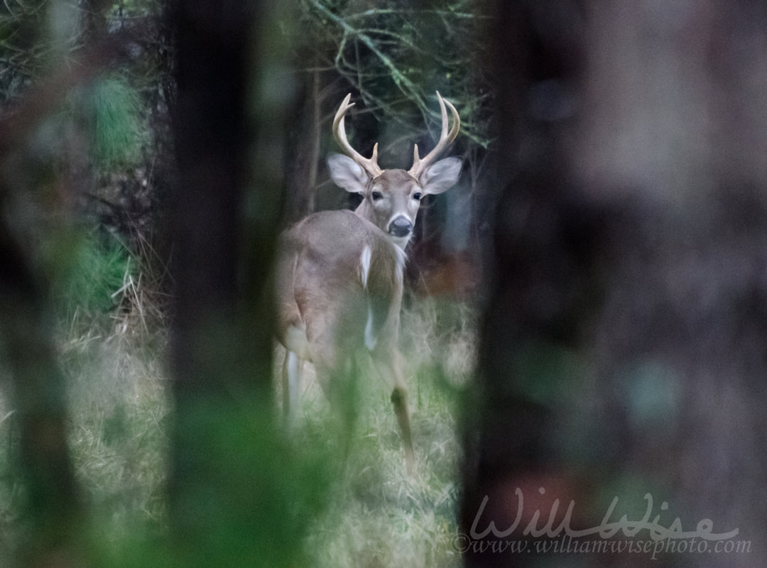 Whitetailed Deer Buck Antlers Picture