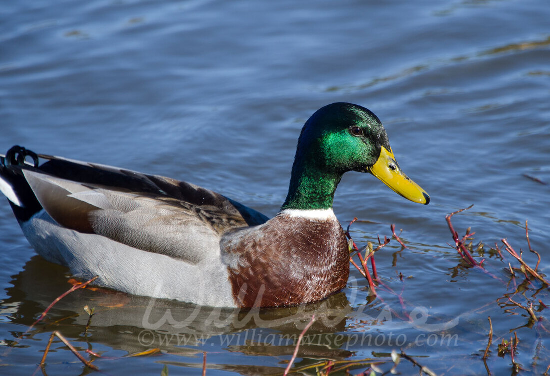 Mallard drake duck Picture