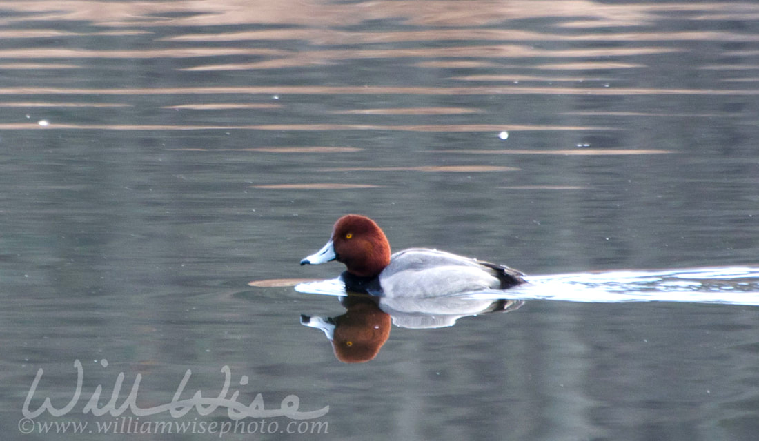 Redhead Duck Picture