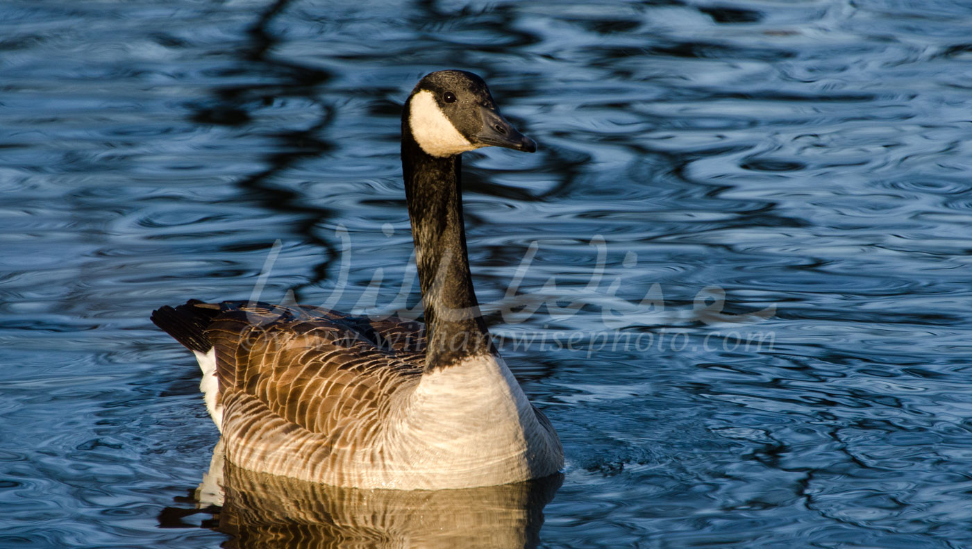 Young Canada Goose in sunrise on blue pond Picture