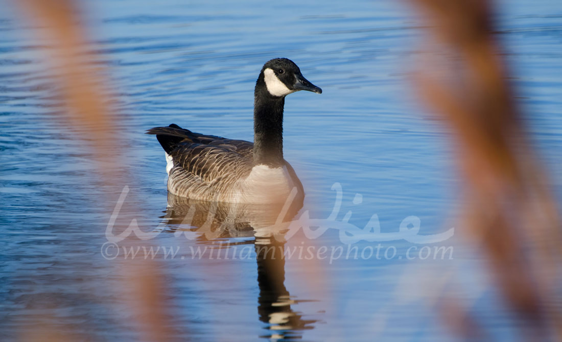 Young Canada Goose in sunrise on blue pond Picture