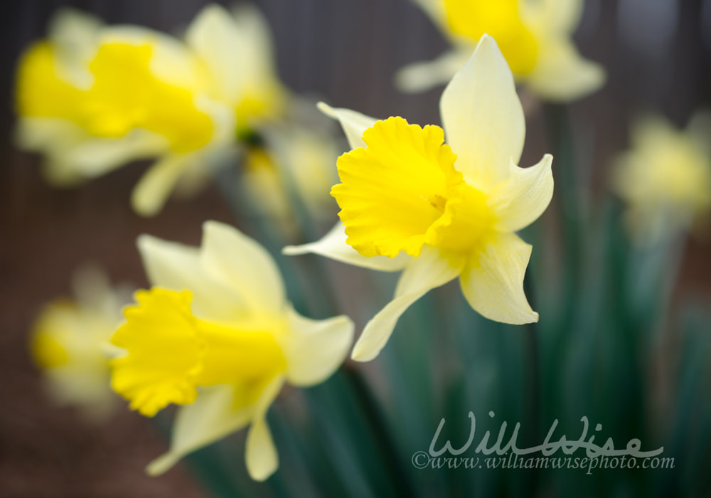 Yellow Daffodil flower, Athens, Georgia Picture