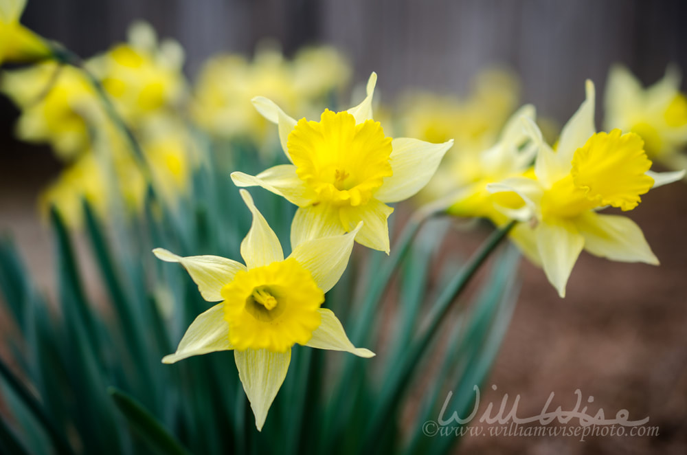 Yellow Daffodil flower, Athens, Georgia Picture